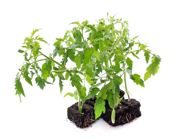 Tomato plants