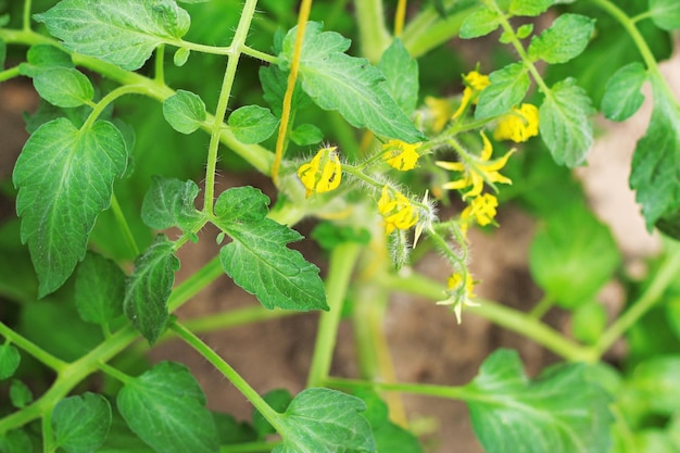 Tomato seedling flowers growing vegetables in the garden