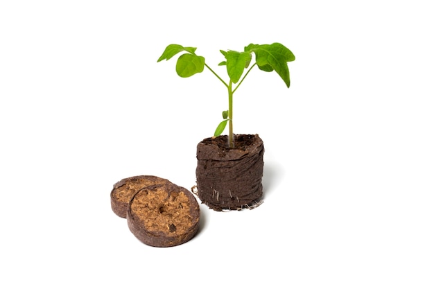 Tomato seedling grows near dry peat tablets