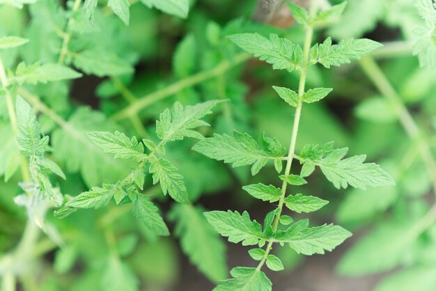 tomato seedling leaves, young green shoots. Seedling