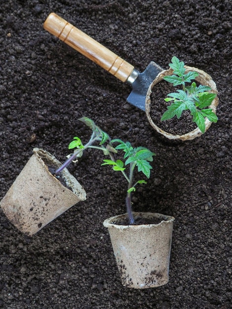 植える前のトマトの苗。植える準備ができている植物の苗。