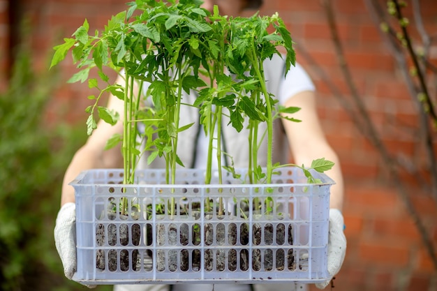 Photo tomato seedlings in a container in the hands of a gardener