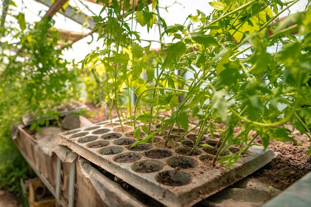 tomato seedlings in a greenhouse on the bio farm