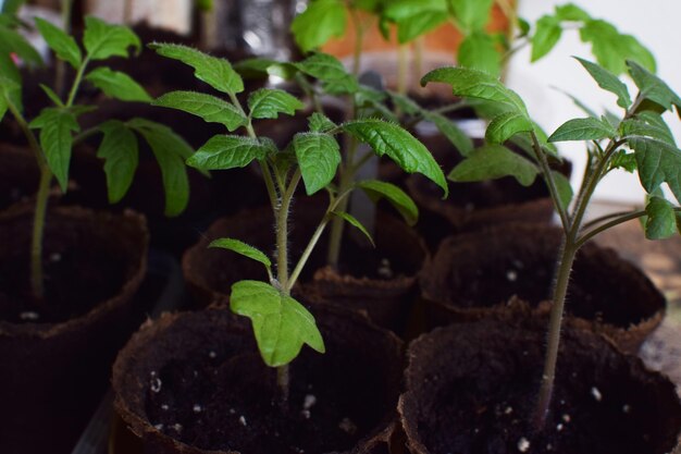 Photo tomato seedlings grow in a pot at home