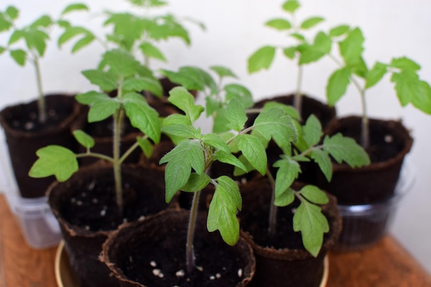 Tomato seedlings grow in a pot at home