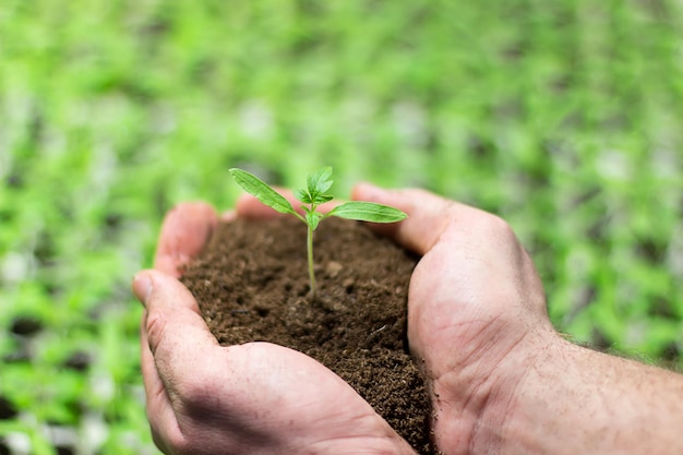 Tomato Seedlings in the hands of agriculture