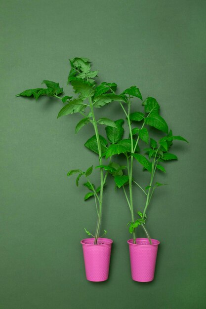 Tomato seedlings in a pink cup on a green background