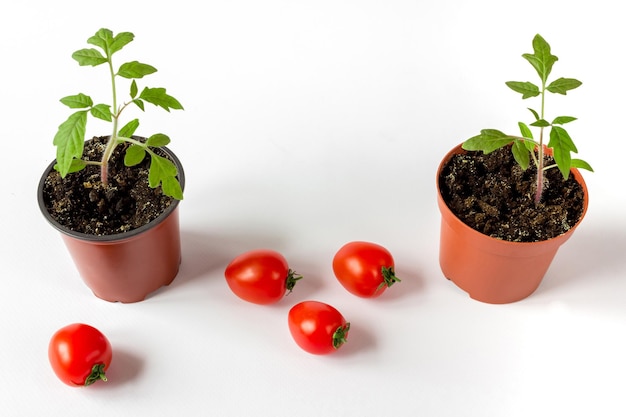 Photo tomato seedlings in a pot and tomato fruits on a white background. agriculture concept.