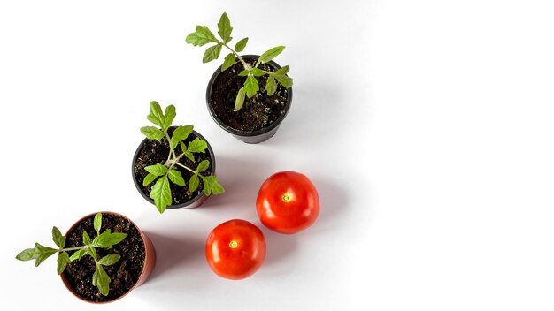 Tomato seedlings in a pot and tomato fruits on a white background, copy space.