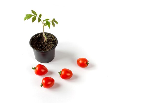 냄비에 토마토 묘목과 흰색 배경에 토마토 과일. 텍스트를 위한 공간입니다.