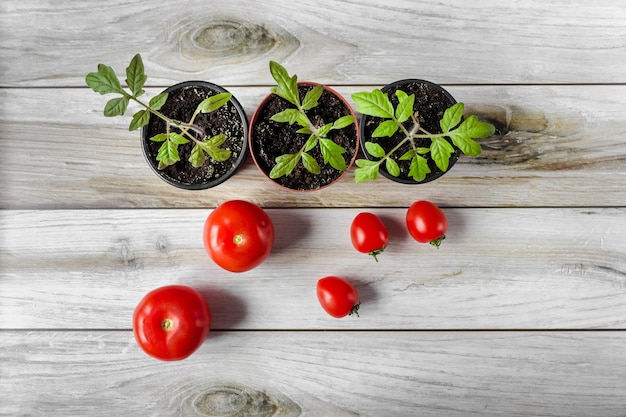 Tomato seedlings in a pot and tomato fruits on a wood background. Flatlay.