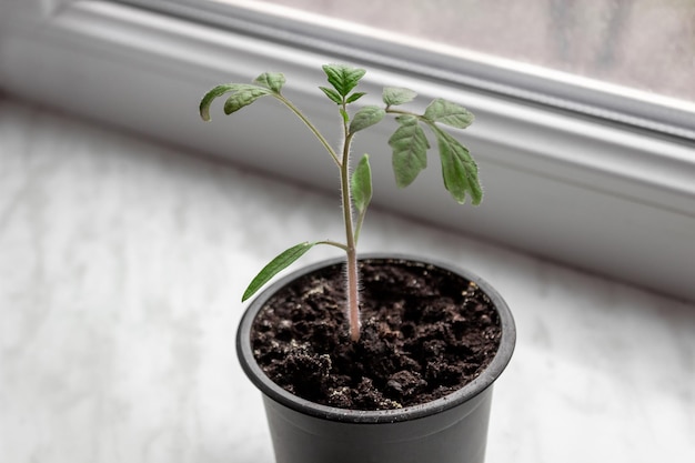 Tomato seedlings in a pot on a white windowsill. Agriculture concept.