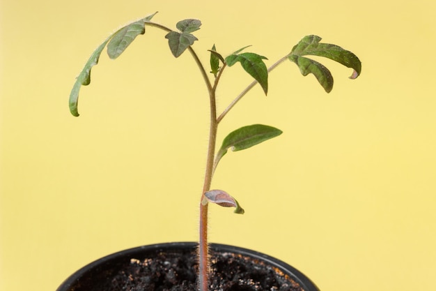 Tomato seedlings in a pot on a yellow background.