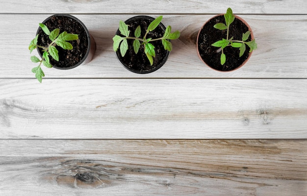 Tomato seedlings in pots. Copyspace. Flatlay. Agriculture concept.