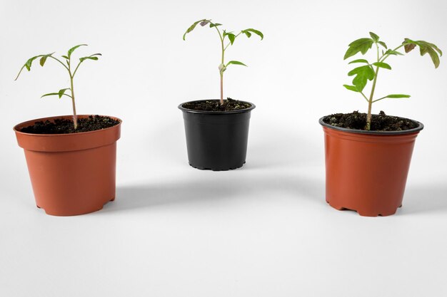 Tomato seedlings in pots on a white background, copy space.