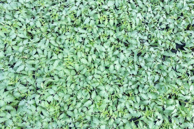 Tomato Seedlings, young foliage of Tomato, Spring seedlings. Sprouts Tomato.