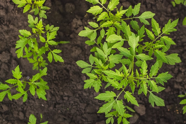 トマトの苗は、家の庭で雨が降った後、土壌に緑の葉を植えます