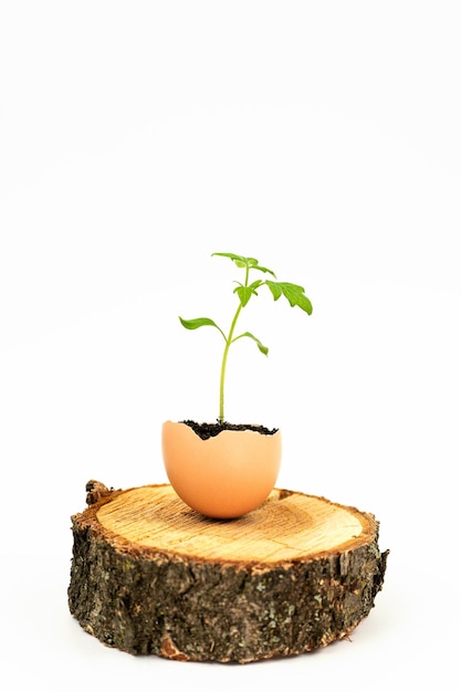 Germoglio di pomodoro in guscio d'uovo su albero tagliato isolato su sfondo bianco vista laterale