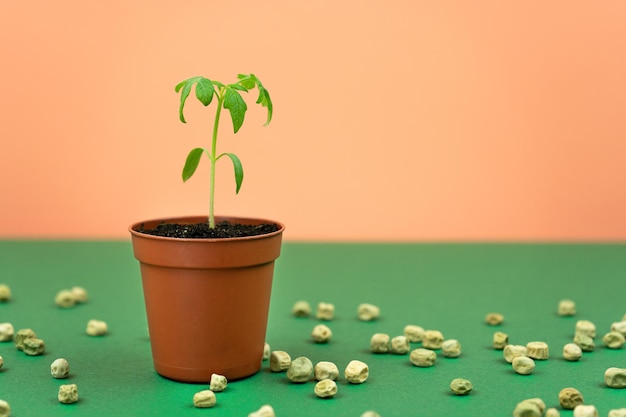 Tomato sprout in a pot on a background of scattered seeds. Balcony gardening concept. Side view