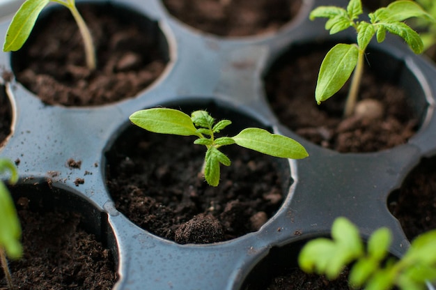 Tomato sprout in a special plastic container with blurred edges