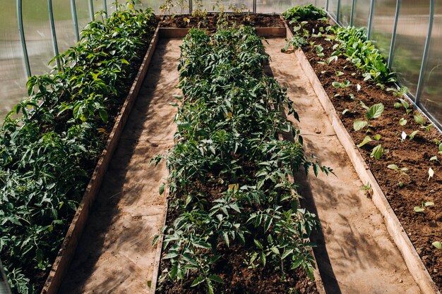 Tomato sprouts in the greenhouse, tomato seedlings in the greenhouse for planting,