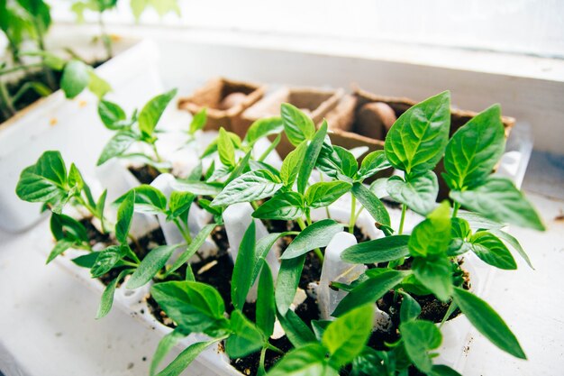 tomato sprouts in the house