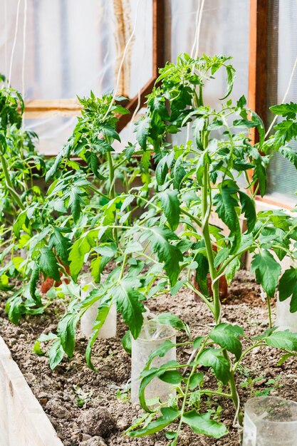 Tomato sprouts in small greenhouse