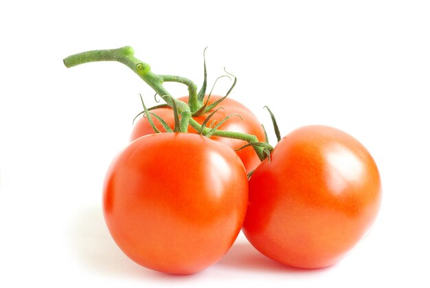 Tomato