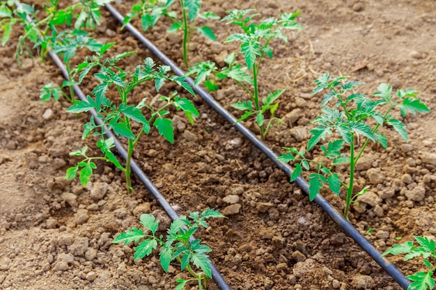 Tomatoes are grown in a greenhouse, and a drip irrigation system is used to water the tomatoes.