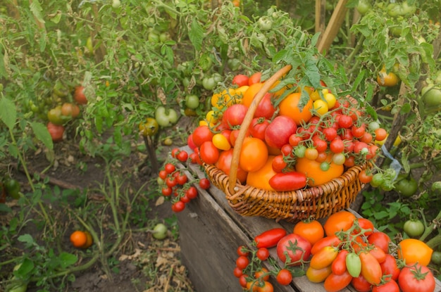 かごの中のトマトトマト植物の近くのトマトでいっぱいのかご採れたてのトマトのかごかごの中の赤いトマト