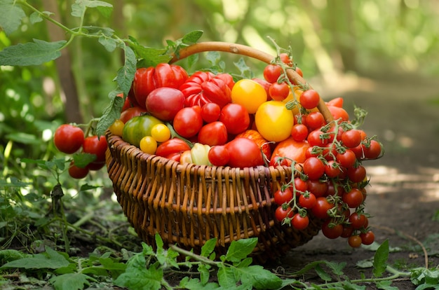 Tomatoes in a basket on nature blurry bokeh background