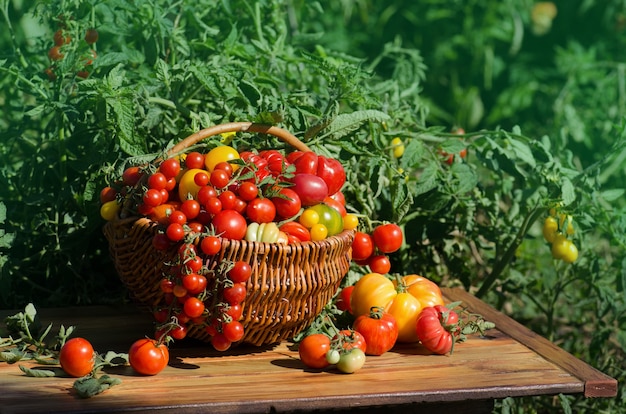 Tomatoes in a basket on out of focus background. Red tomatoes in a basket.