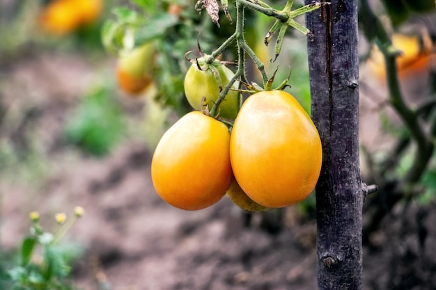 Tomatoes on the beds during ripening growing tomatoes