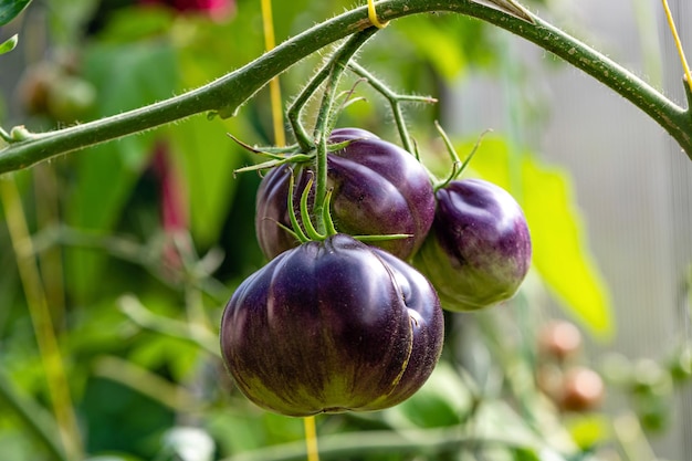 Tomatoes of black colored ripen on a branch in the greenhouse closeup