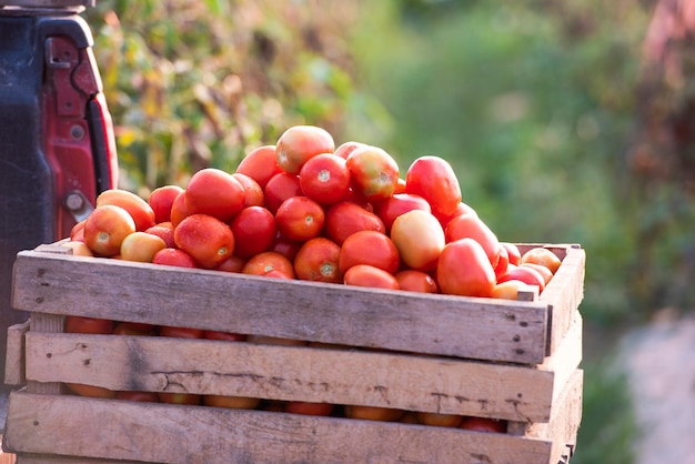 Tomatoes in a box Ripe tomatoes put in a container in an Asian farm