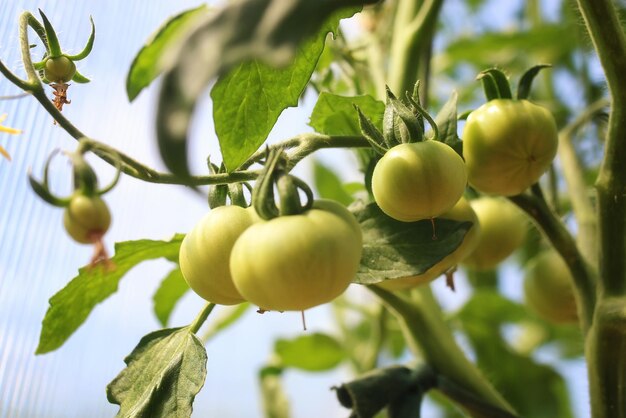 Tomatoes on a branch green gardening