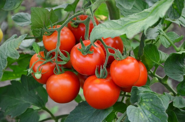 Photo tomatoes on a branch