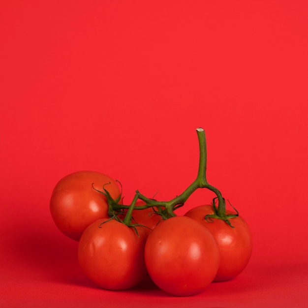 Foto pomodori sui rami con sfondo rosso