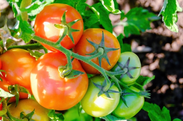 Tomatoes A bunch of ripe tomatoes in closeup