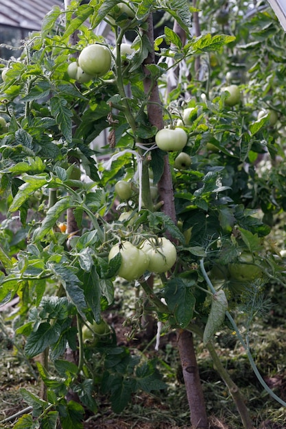 tomatoes on a bush in the garden