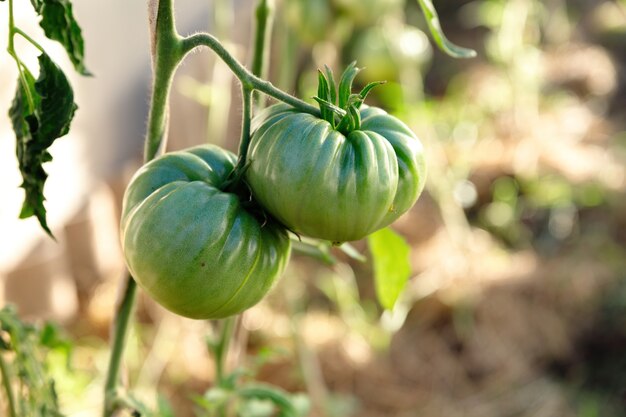 Tomatoes on the bush. Two large green tomatoes.