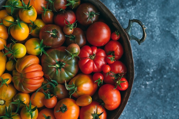 Tomatoes of different colors are displayed as a gradient on a dark background.