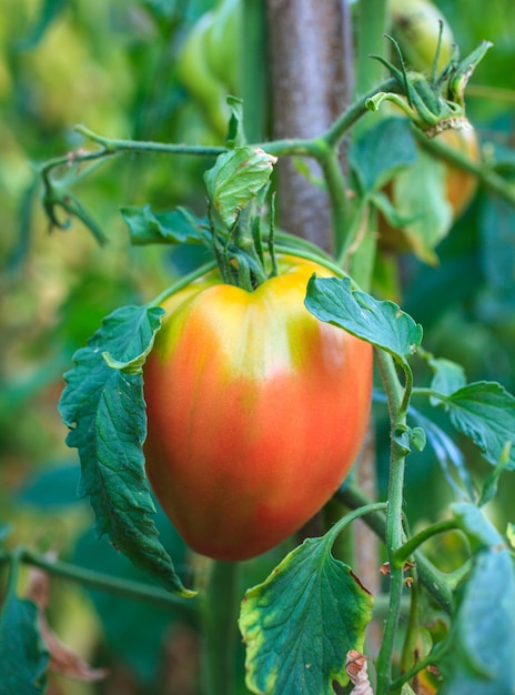 Tomatoes in the field