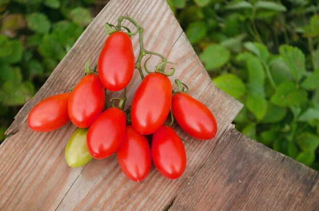 Tomatoes fruits in growth at fields Fresh tomatoes on a wooden tableTomatoes growing outdoor shot