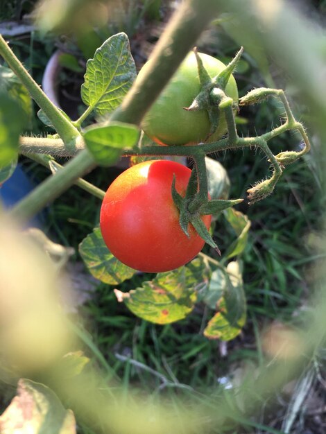 Tomatoes in the garden