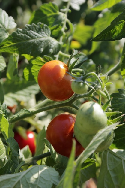 tomatoes in the greenhouse