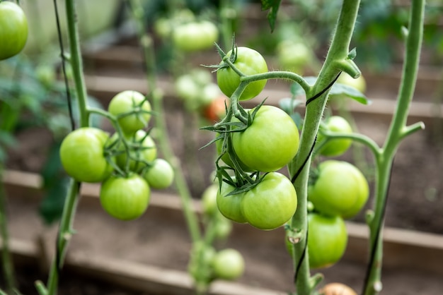 Tomatoes growing on branch in greenhouse.