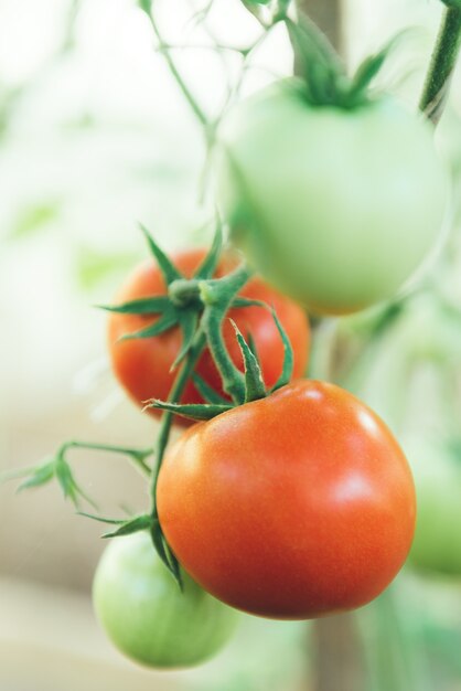 Foto pomodori che crescono su un ramo in serra.