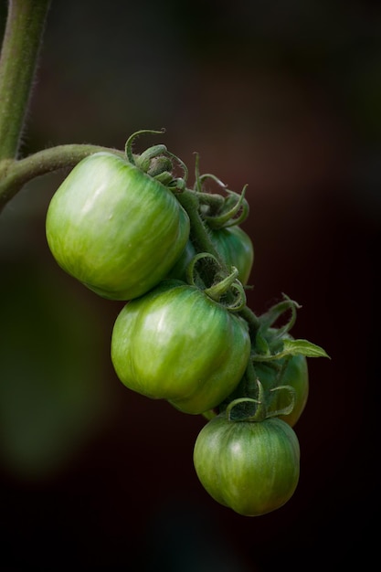 Tomatoes growing on a branch