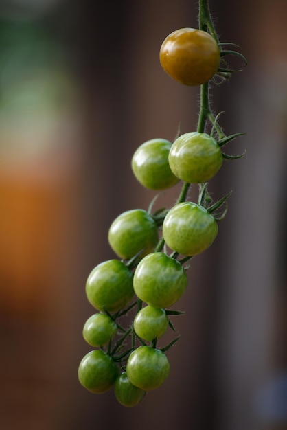 Tomatoes growing on a branch